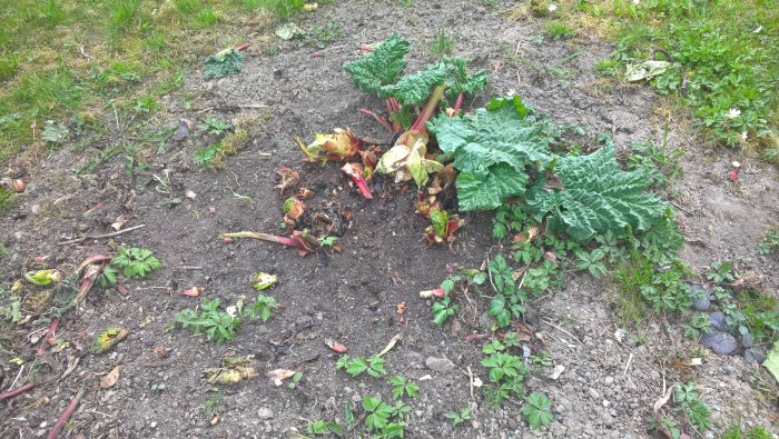 Uppgrävda och skadade rabarberplantor med blad och stjälkar utspridda på en jordtomt.