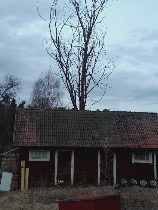 Dött träd som tornar upp sig över ett rött hus med skadat tegeltak och övergivna föremål runtomkring.