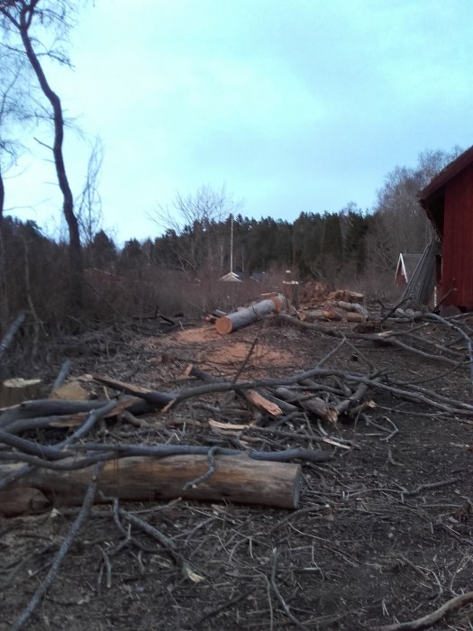 Avverkat skogsområde med sågade trädstammar och kvistar framför en röd byggnad.