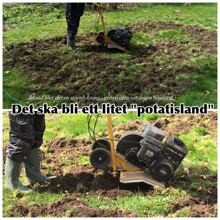 En person skapar ett potatisland med en jordfräs i trädgården, jorden är uppluckrad.