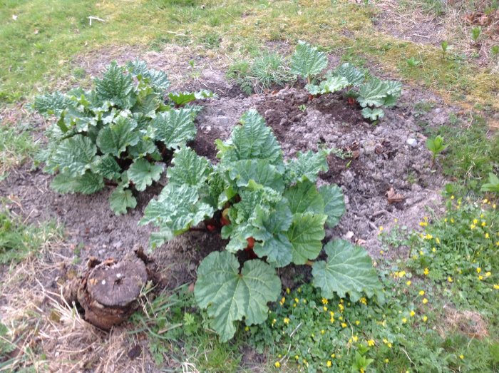 Rabarberplantor som frodas i en trädgård med omgivande grönt gräs och små gula blommor.