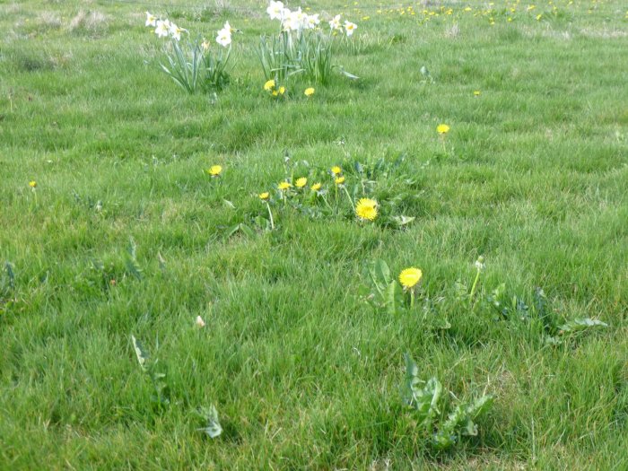 Gräsmatta med utspridda maskrosor och en grupp vita narcissblommor i bakgrunden.