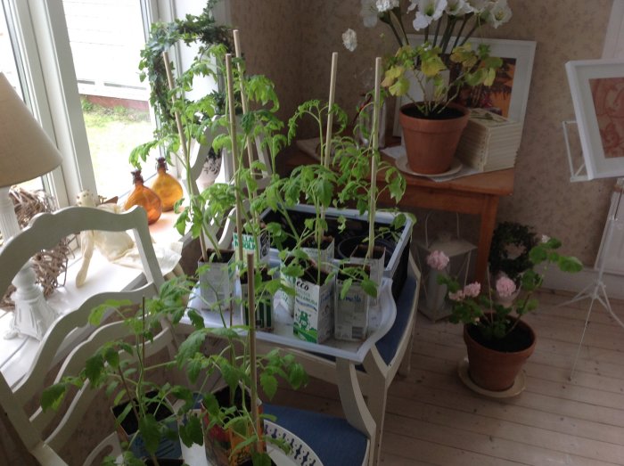 Odling av tomatplantor och andra växter i krukor inomhus, placerade på ett bord och fönsterkarm.