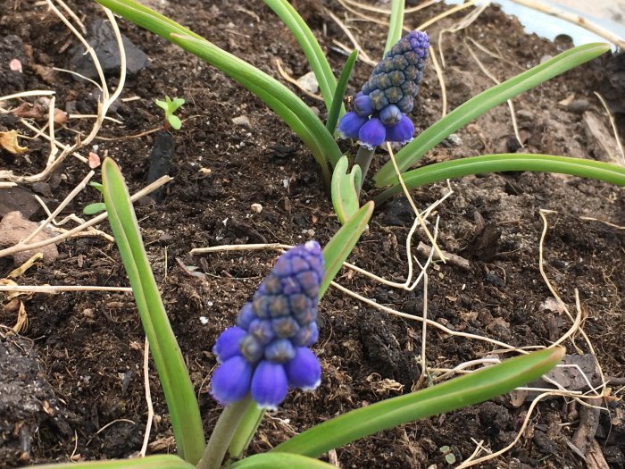 Små, unga pärlhyacinter med lila blommor som just börjat växa i mörk jord med hopp om tillväxt nästa år.