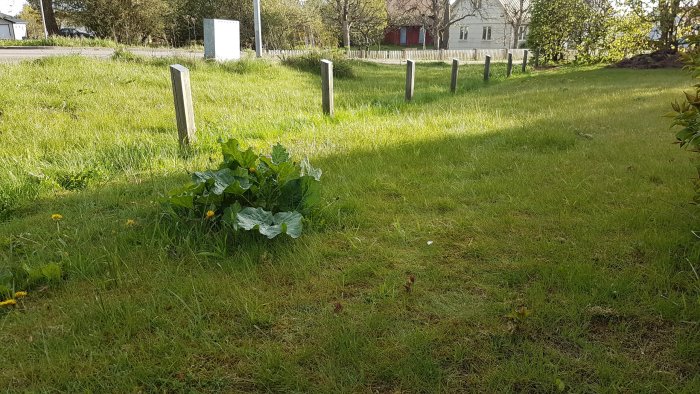 Grön trädgård med gräsmatta och några nedtaget staketstolpar i en slänt.