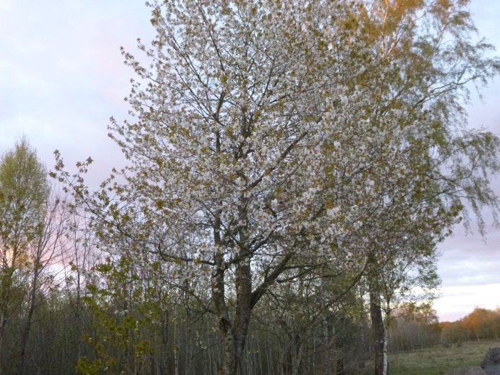 Körsbärsträd i full blom med vitblommiga grenar mot skymningshimlen och tallar i bakgrunden.