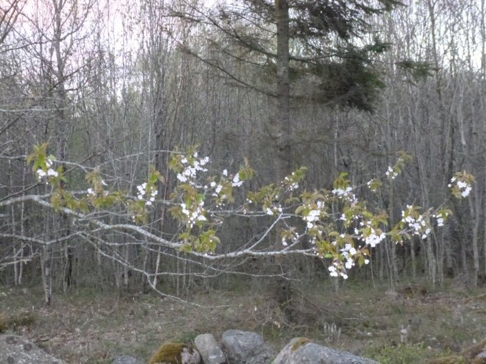 Körsbärsträd i blom framför en skog med en tall i kvällssol.