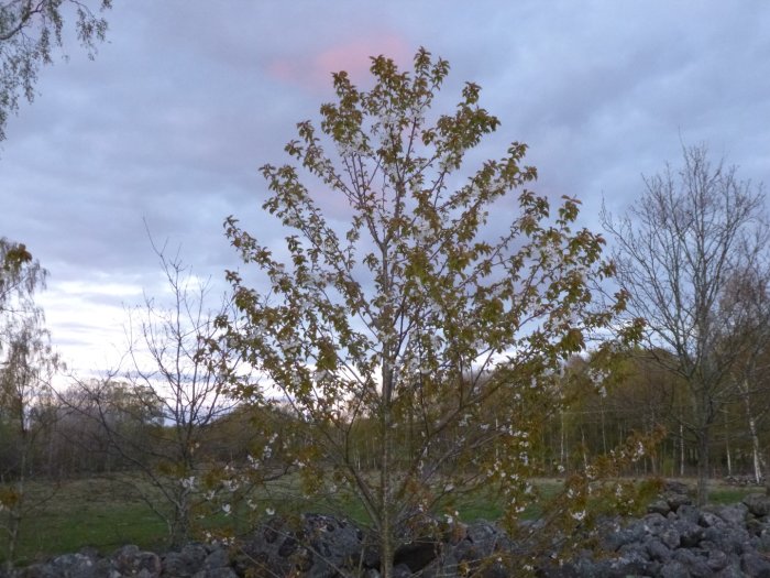 Körsbärsträd med blommande grenar vid skymningen, stenmur och tallar i bakgrunden.