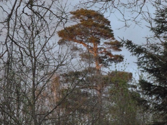 Tall mot kvällshimmel, omringad av grenar utan löv.