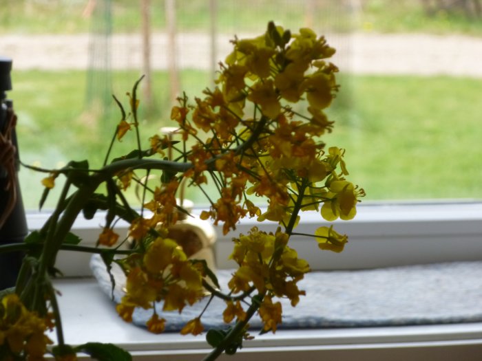 Gul rapsblomma i förgrunden på ett fönsterbräde med oskarp utsikt till trädgården i bakgrunden.