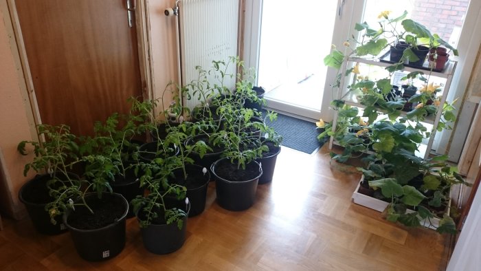 Tomatplantor i svarta krukor på trägolv bredvid ett fönster och en blomställning med pumpaplantor.