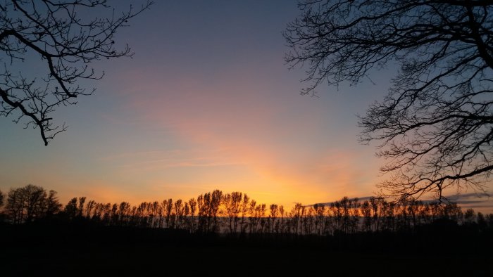 Trädgrenar mot en solnedgång med varma färger på himlen och mörka träd silhuetter.