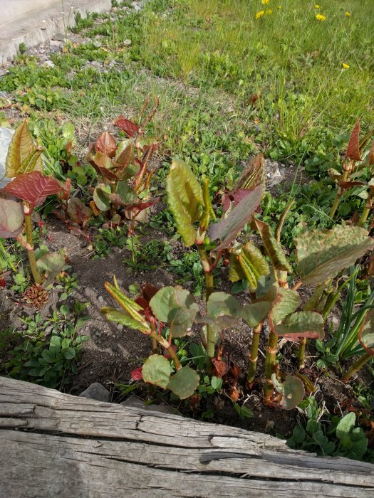 Röda skott och gröna blad på en okänd växt som växer på en plats misstänkt vara ett gammalt grönsaksland.