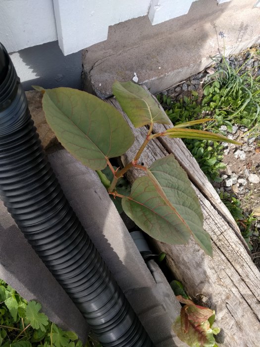 Växt med röda skott och gröna blad intill betong och flexibel dräneringsslang.