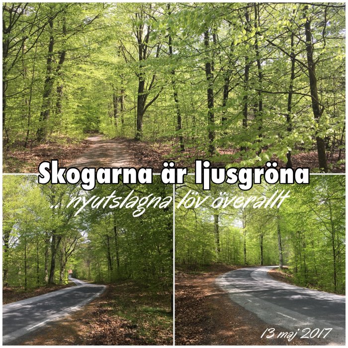 Collage av tre bilder visar en vindlande bilväg omgiven av nyutsprungna, ljusgröna lövträd i skogen.