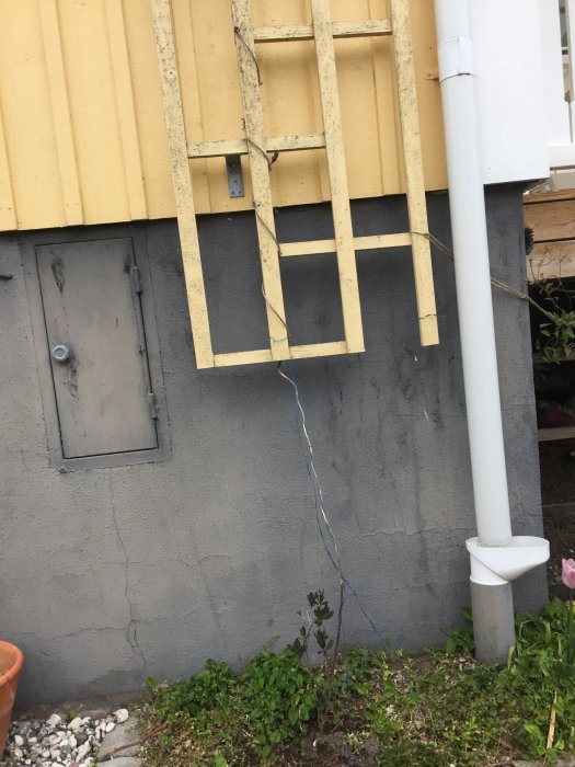 Kaprifol plant med ett långt och flera korta skott vid en spaljé på en husvägg.