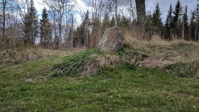 Ojämn trädgårdsterräng med sten, sparsam vegetation och delvis klippt gräsmatta.