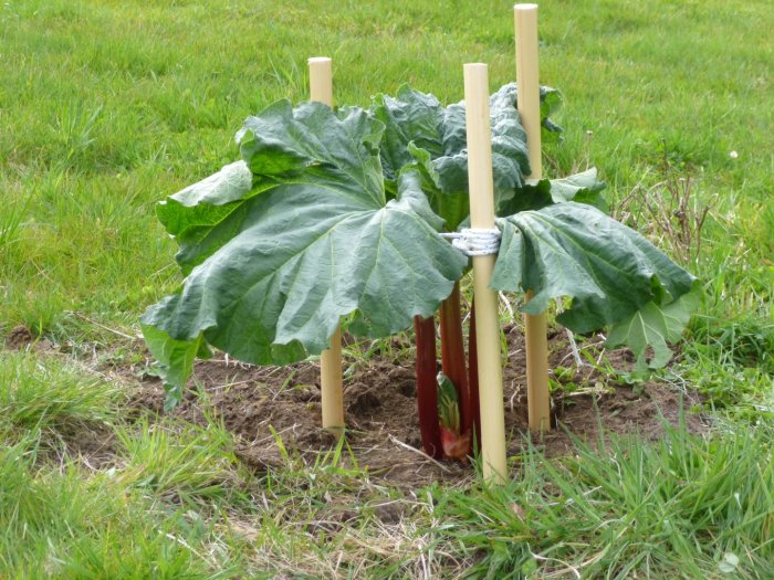 Nyplanterad rabarber stöttas av träpinnar i trädgård, stora gröna blad synliga.