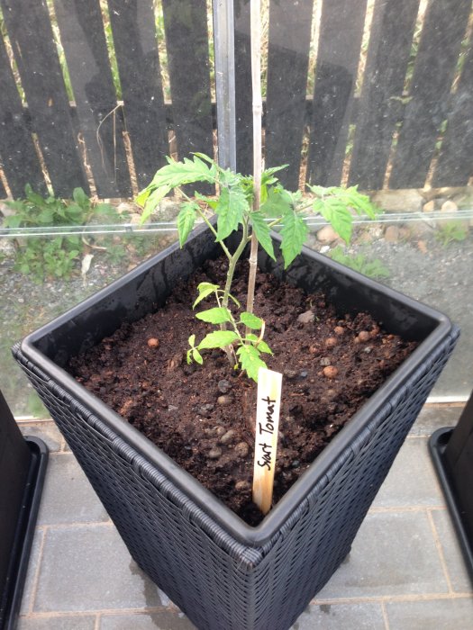 Svart odlingslåda med jord och en ung tomatplanta stödd av en pinne, etikett 'Svart Tomat'.