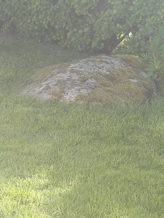Stor sten i gräsmatta med mossa, nära buskar, som användaren önskar avlägsna.