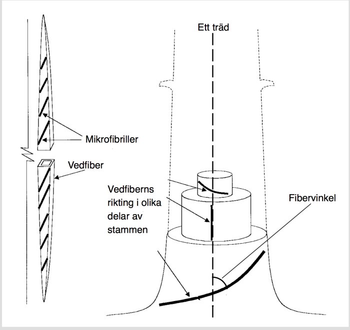 Schematisk illustration av ett träd som visar vedfibrernas riktning och vridning med åldern.