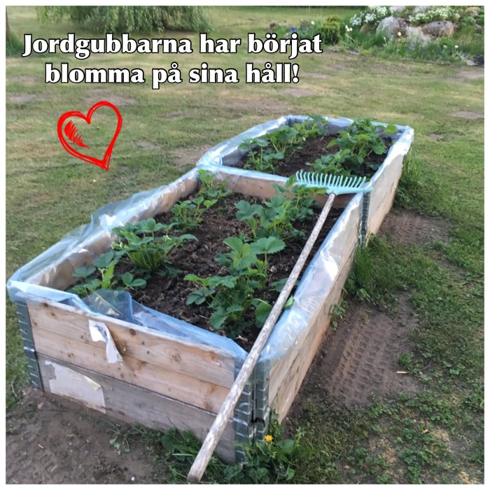 Trädgårdsland i pallkrage med grönsaksväxter, en kratta och text om blommande jordgubbar.