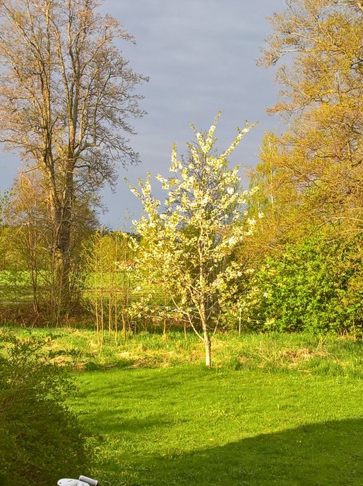 En blommande trädgård med ett solbelyst blommande träd och mörka regnmoln i bakgrunden.