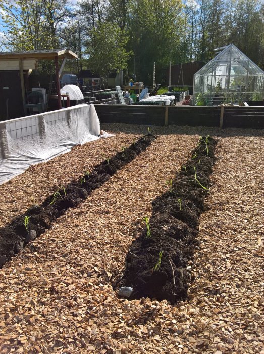 Nyplanterade majs och gurkplantor på rader med björkflis i trädgård, med växthus i bakgrunden.