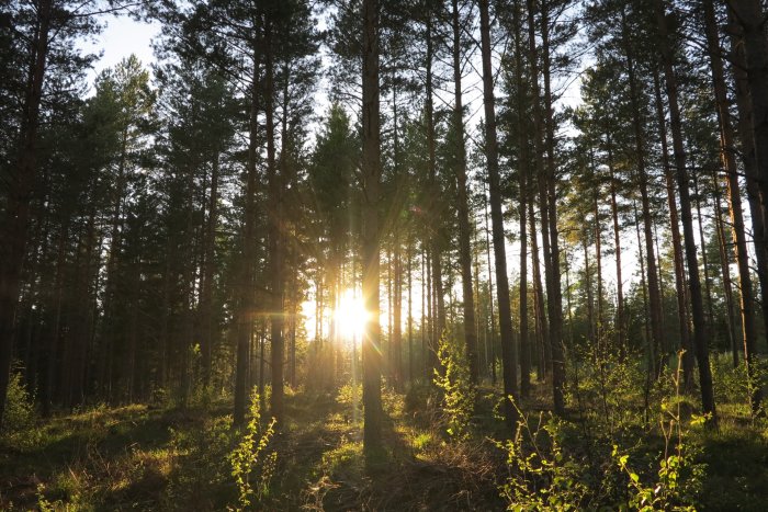 Solnedgång genom täta träd i en skog, med solljuset som bryter igenom lövverket.