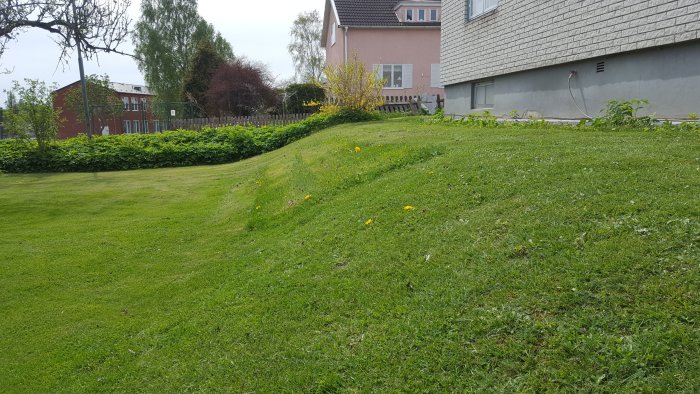 Sluttande trädgårdstomt med ojämn gräsmatta och några maskrosor, omgiven av staket och hus.