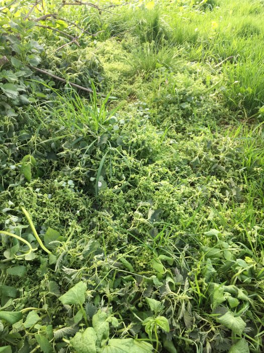 Ogräsbehandlad yta med slokande vegetation efter användning av Loredo Quattro efter tre dagar.