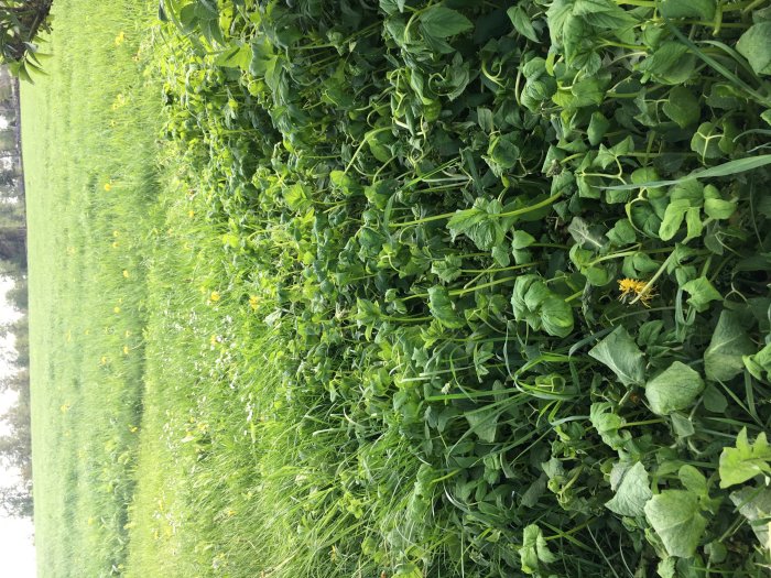 Loredo quattro växter som verkar sloka bland annan grönska tre dagar efter behandling.