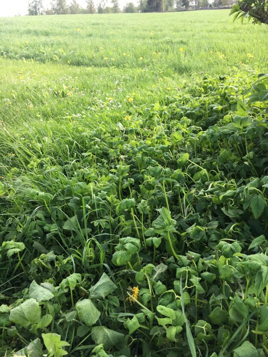 Gräs och bladväxter som visar tecken på att sloka på en äng, indikerar effekt av herbicid efter 3 dagar.