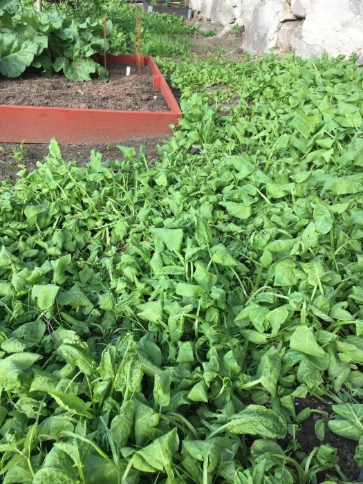 Trädgårdsland med slokande Loredo quattro-växter bredvid en odlingslåda med robust grönska.