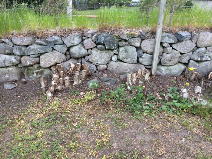 Kapade hasselstubbar framför en grannens stenmur omgivna av grönt gräs och vegetation.