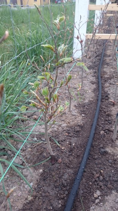 Ung bokplanta som börjar grönska bredvid en filterslang i en trädgård.