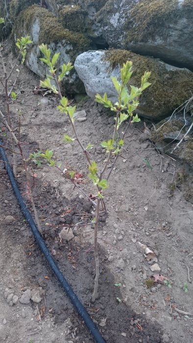 Unga bokplantor slår ut bredvid en nyligen testad filterslang i en trädgård.