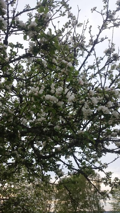 Ett överdådigt blommande äppelträd med vita blommor mot en bakgrund av ljus himmel.