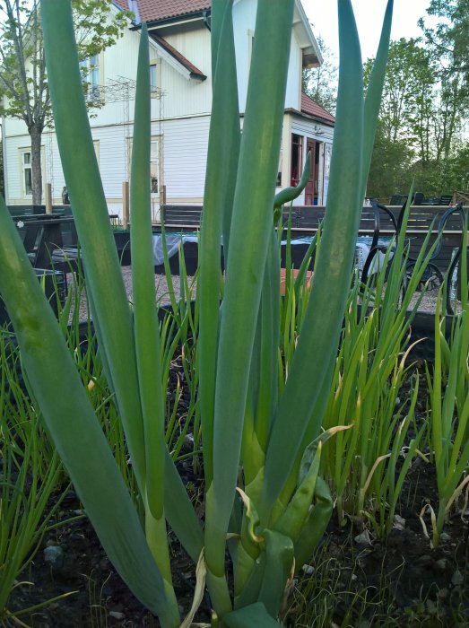 Lökväxter i framförgrunden med gröna blad i en odlingslåda, hus i bakgrunden i skymning.