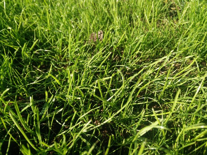 Ojämn gräsmatta med tätt och glesare växande gräs, vissa strån krokiga.