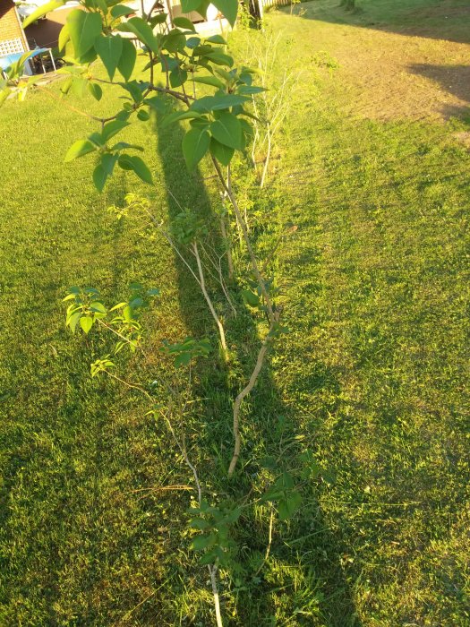 Ungt trädhäck planterat i gräsmark med synlig gräsklipp hög i bakgrunden i solljus.