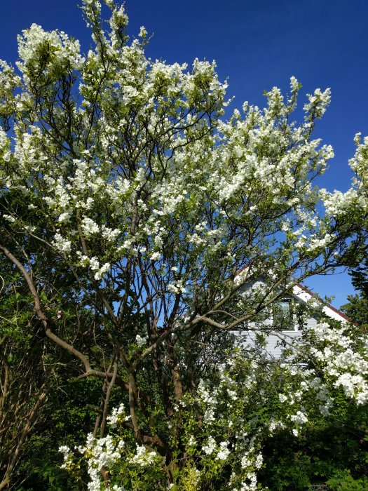 Träd med vita blommor i full blom framför en klarblå himmel med hus i bakgrunden.