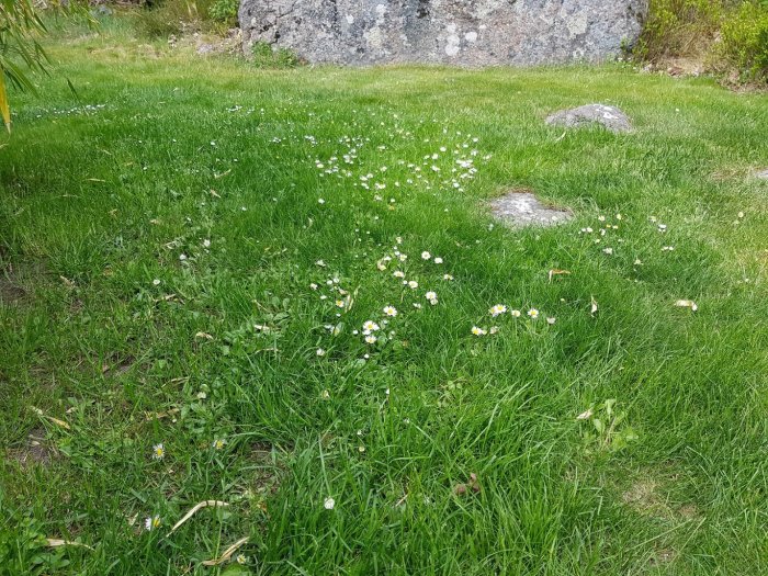 Gräsmatta med spridda vita blommor och stenar, gräs i behov av ogräsbekämpning.