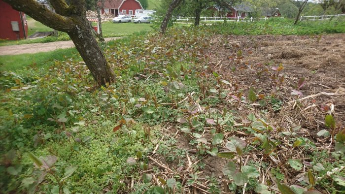 Äng med parkslide och varierad vegetation hos en ekologisk bonde, med boningshus i bakgrunden.