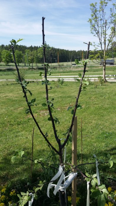 Nyplanterat äppelträd med konkurrensskott, bundet till stödpinne, i en trädgård i Sörmland.