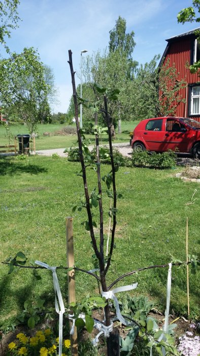Nyplanterat lobo äppelträd i trädgård med stödpinnar och två konkurrerande skott.