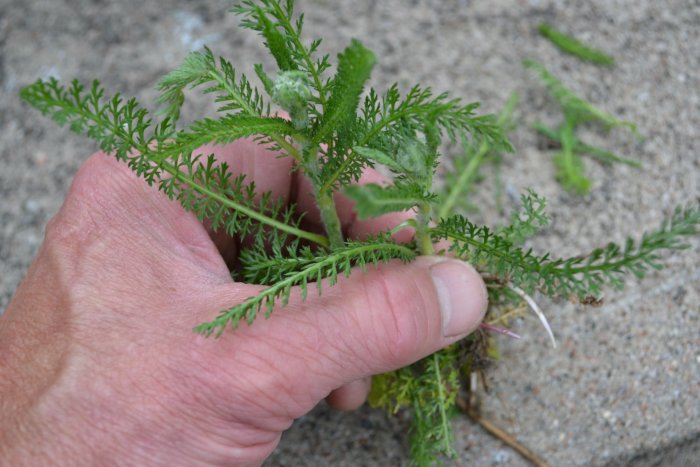 Hand som drar upp grönt ogräs med fjäderlika blad mot en grå betongbakgrund.