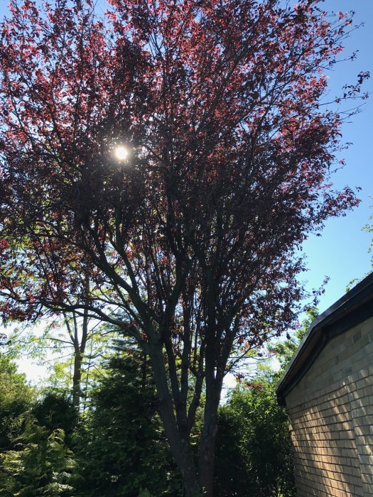 Ståtligt prunusträd med rödfärgade blad framför en klarblå himmel i en trädgård, med solstrålar som tränger igenom grenverket.