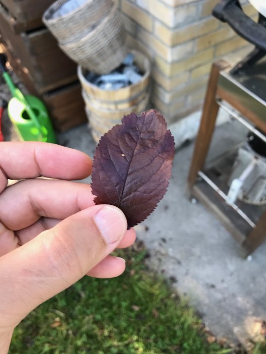 En hand håller ett rött löv från ett prunusträd mot en suddig bakgrund av en trädgård.