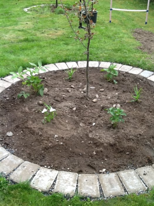 Nyplanterade julrosor och tremastarblommor kring ny lagd marksten och ett ungt träd i trädgård.